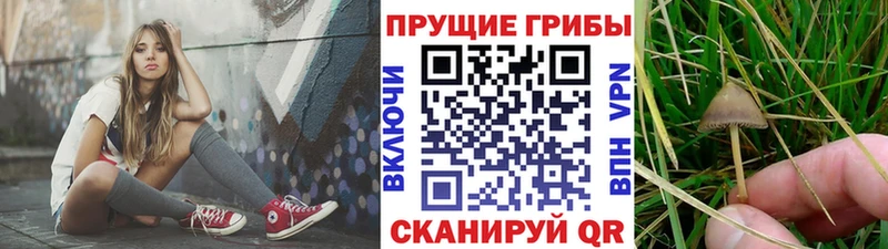 Галлюциногенные грибы Psilocybine cubensis  darknet телеграм  Вуктыл  купить закладку 